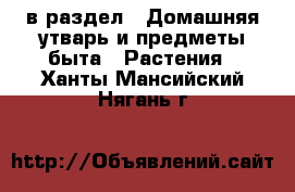  в раздел : Домашняя утварь и предметы быта » Растения . Ханты-Мансийский,Нягань г.